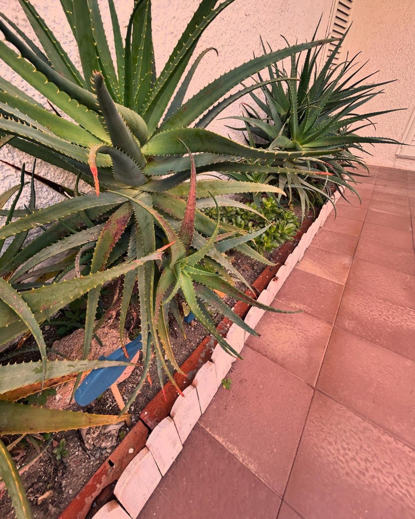 Li Pintaderi Apartment Isola Rossa
